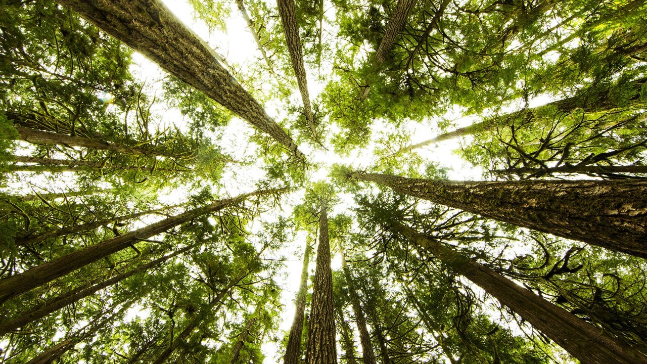 Forest of trees