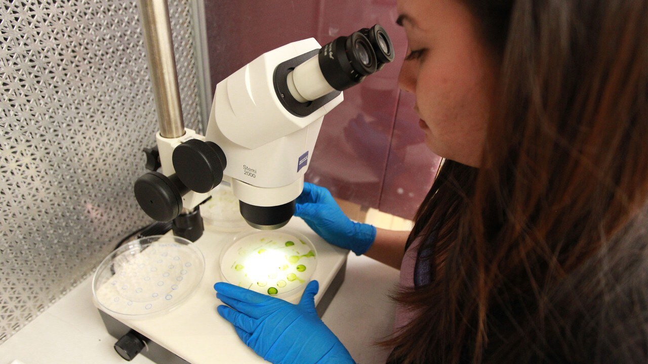 Mujeres utilizando un microscopio